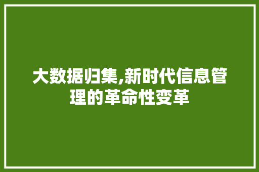 大数据归集,新时代信息管理的革命性变革 seo技术