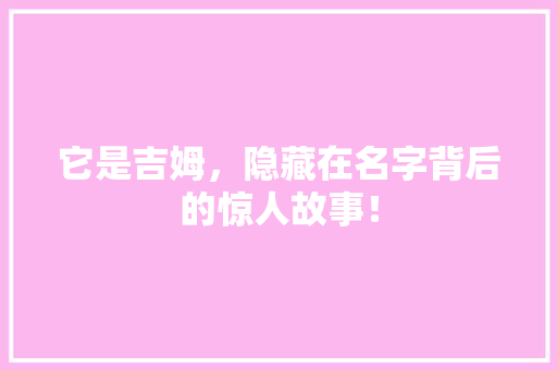 它是吉姆，隐藏在名字背后的惊人故事！ 网站开发