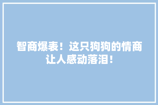 智商爆表！这只狗狗的情商让人感动落泪！