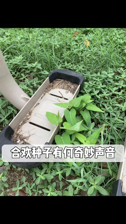 合欢种子网站,打造绿色生态，助力美好生活 合欢种子网站,打造绿色生态，助力美好生活 英文谷歌算法