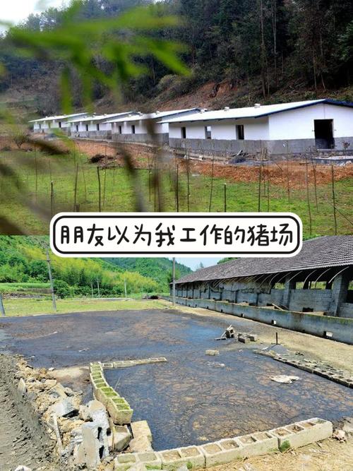 猪猪网站,探索绿色生活方式的新平台 猪猪网站,探索绿色生活方式的新平台 头条优化