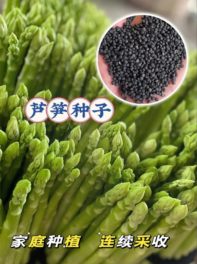 芦笋种子,绿色健康的生命之源，开启农业新篇章 芦笋种子,绿色健康的生命之源，开启农业新篇章 小程序开发