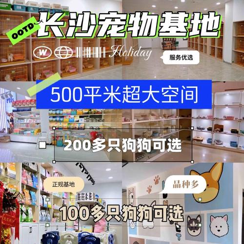 长沙宠物网站,为爱宠打造温馨家园，引领宠物生活新潮流 长沙宠物网站,为爱宠打造温馨家园，引领宠物生活新潮流 头条优化